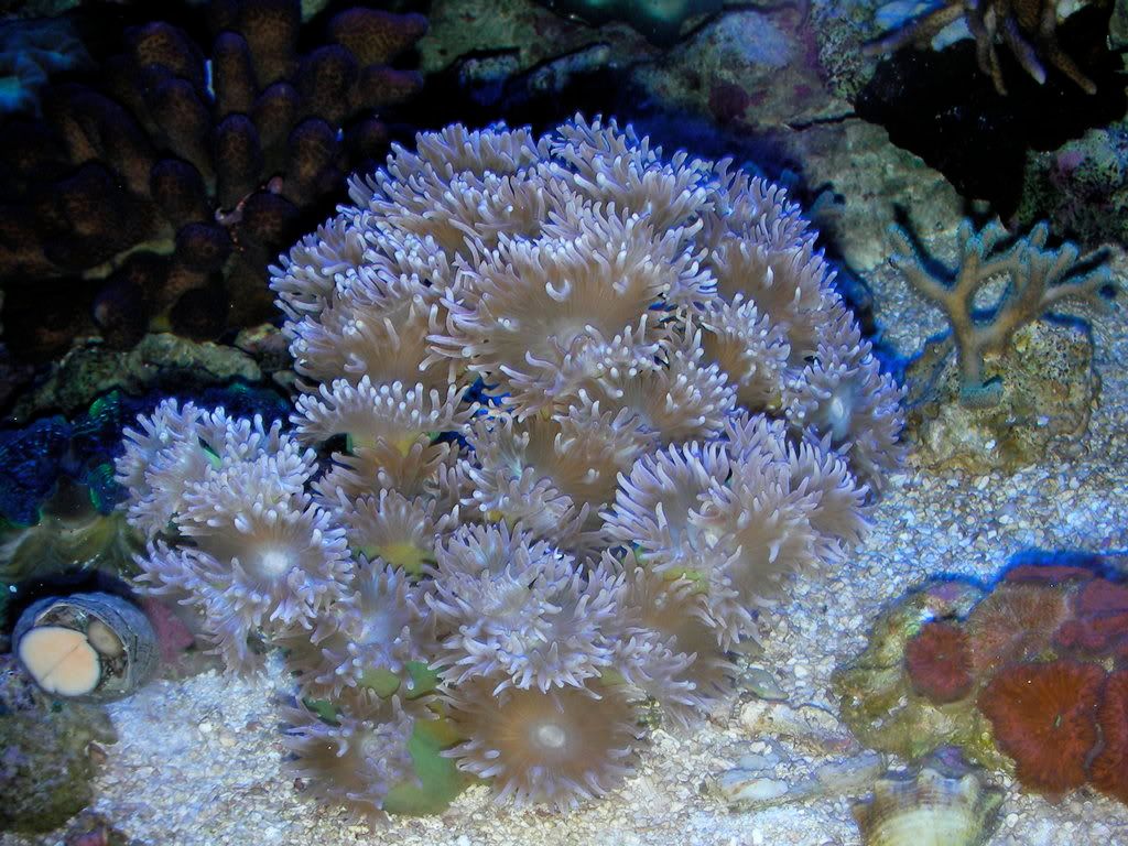 Duncans Coral