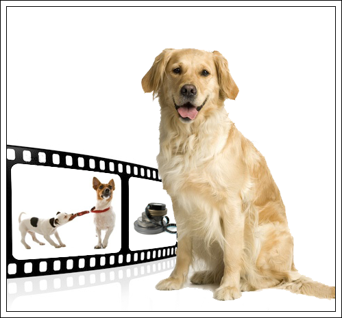 videos de animais front