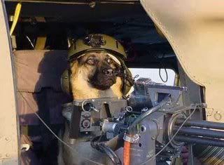 army_dog.jpg