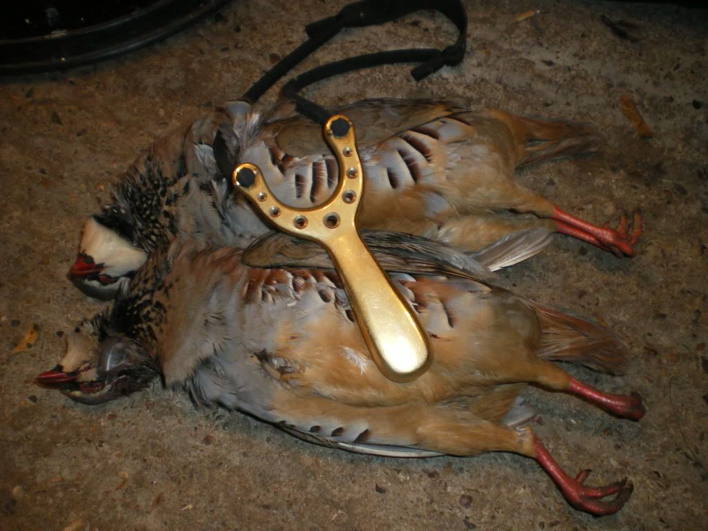 Partridge002.jpg