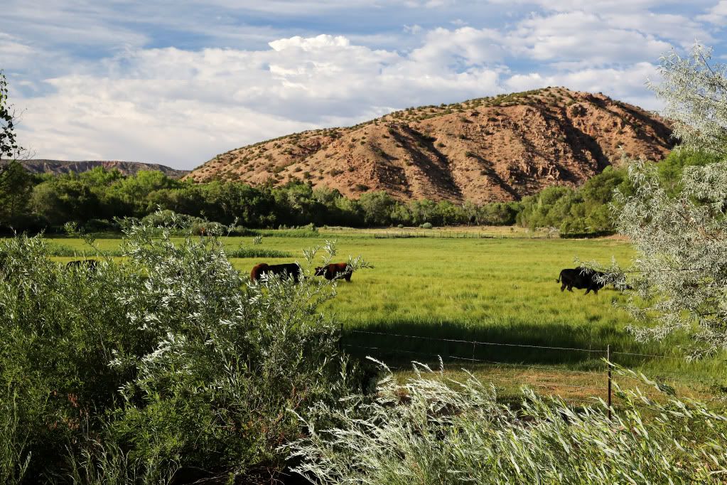 IMAGE: http://i158.photobucket.com/albums/t81/Assumer/cows.jpg