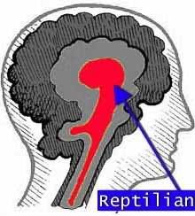 reptilian brain Pictures, Images and Photos