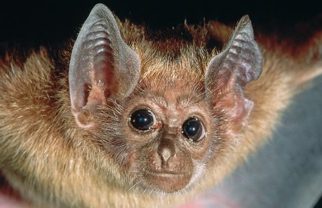 Monkey Bat