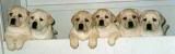 puppies in a row Pictures, Images and Photos