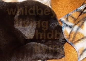daisy nuzzling her fleece blankie
