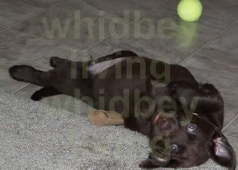 daisy playing
