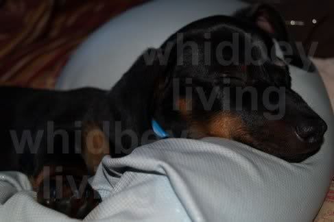 sir george asleep again