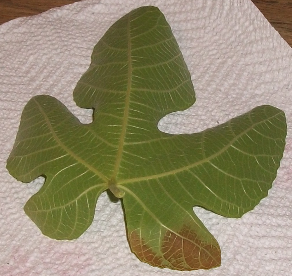 Fig leaves curling, have brown stains on the back *Pics*