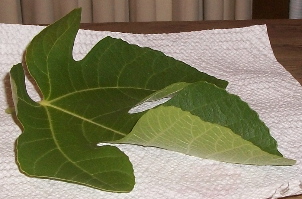 Fig leaves curling, have brown stains on the back *Pics*