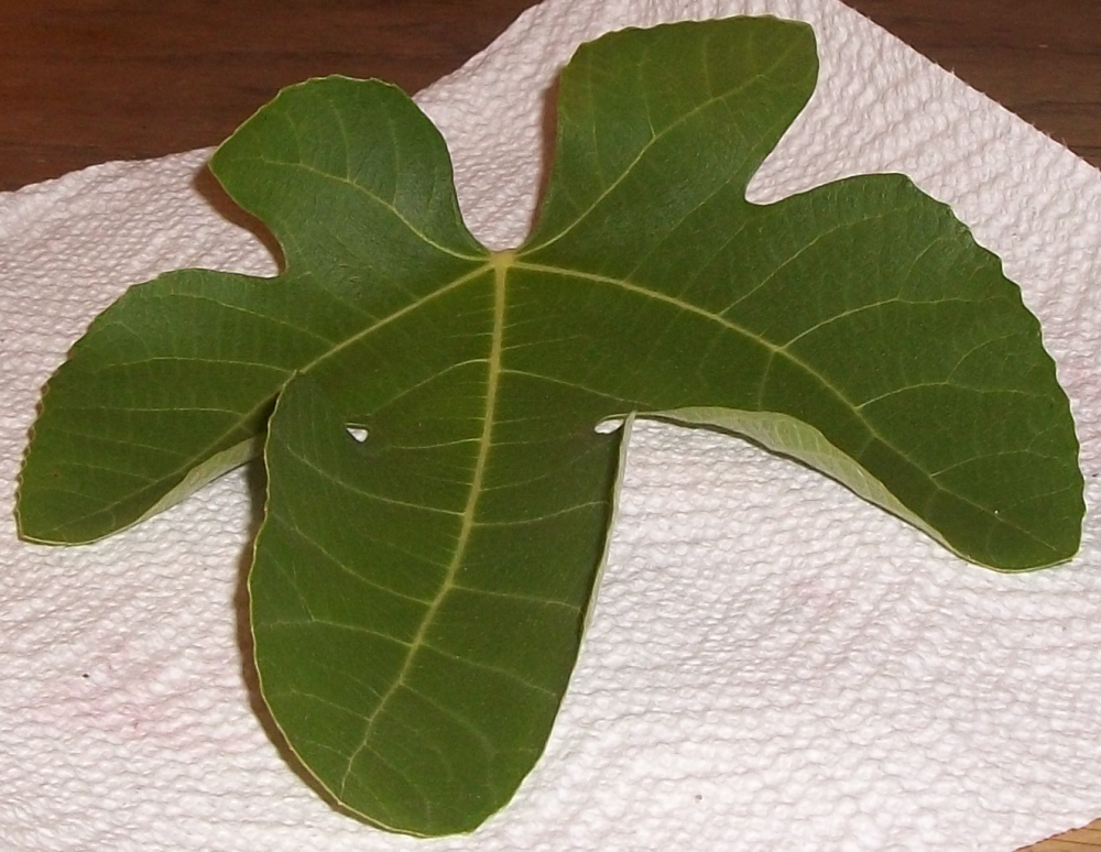 Fig leaves curling, have brown stains on the back *Pics*