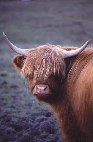 Highland-Cow.jpg