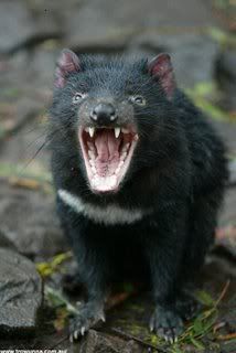 Tasmanian20Devil.jpg