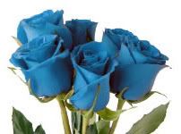 Bonnie Blue Roses. Pictures, Images and Photos