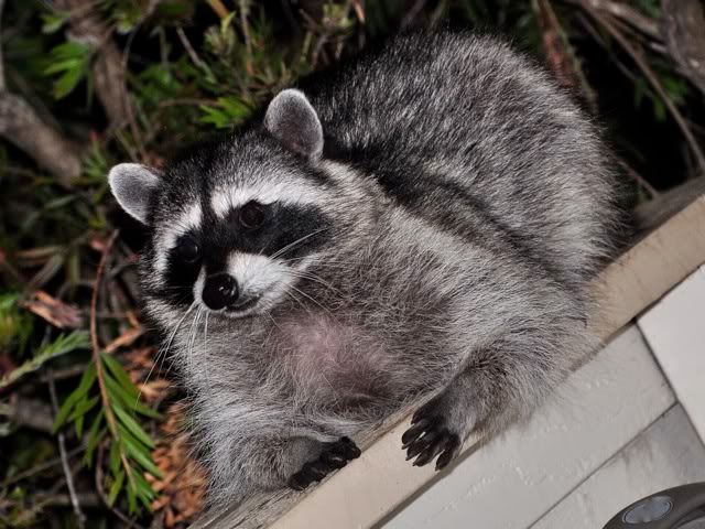 coon.jpg