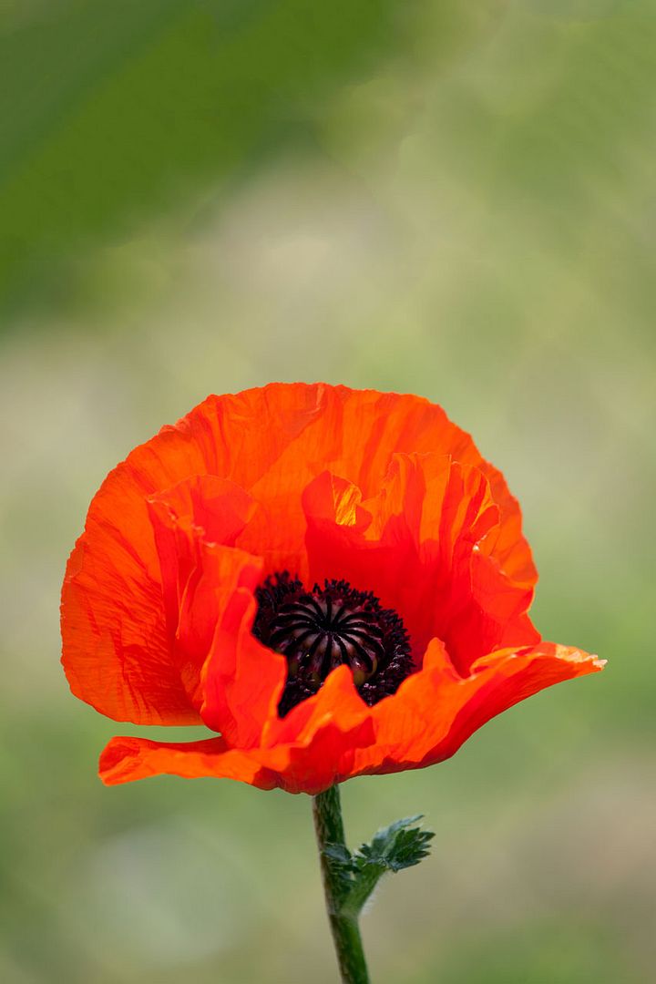 http://i158.photobucket.com/albums/t88/lnbseattle/Fall%202011/red-poppy-flower-11277567540ZFVl.jpg