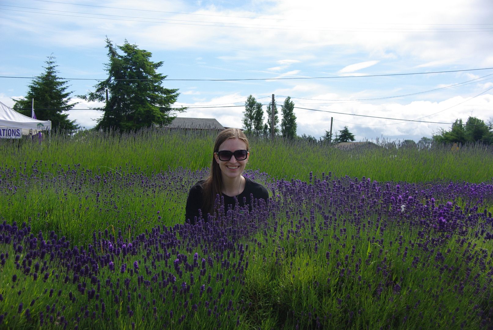 http://i158.photobucket.com/albums/t88/lnbseattle/Summer%202011/SequimLavender122.jpg