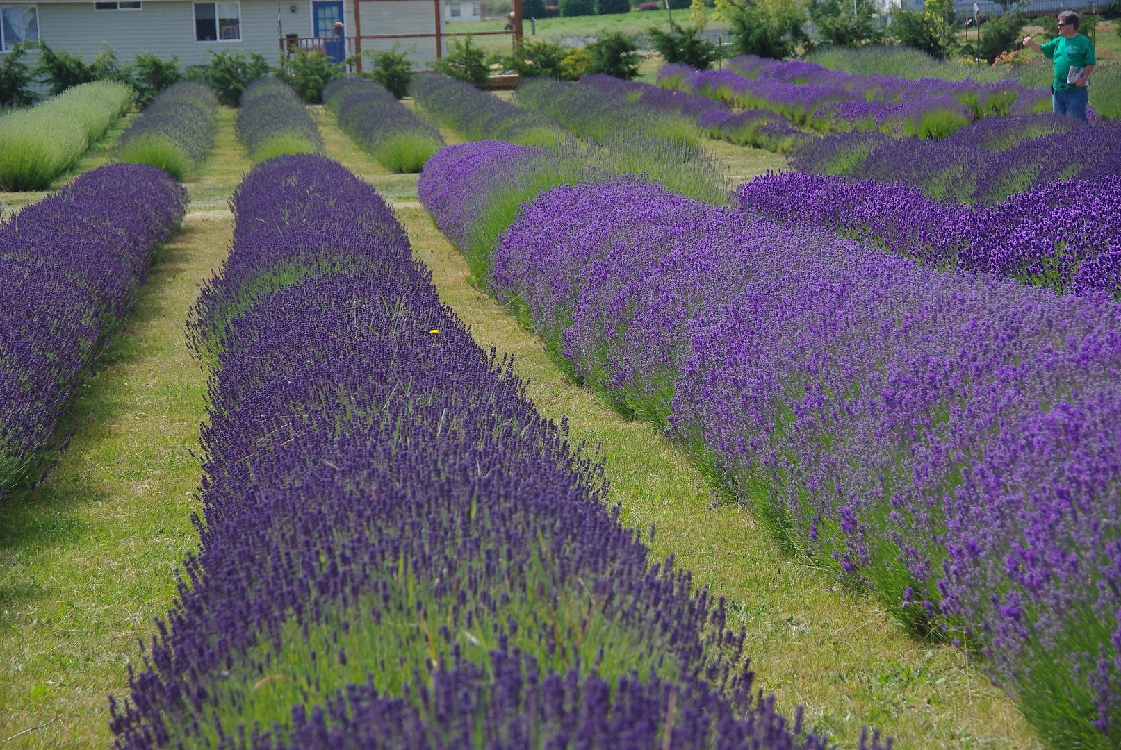 http://i158.photobucket.com/albums/t88/lnbseattle/Summer%202011/SequimLavender124.jpg