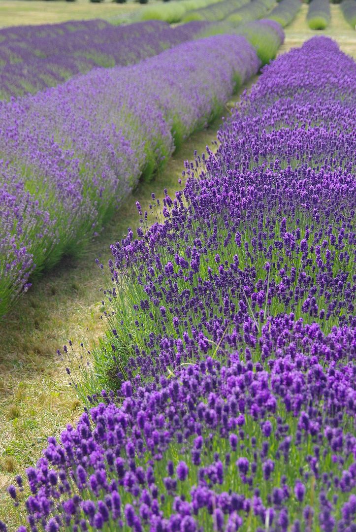 http://i158.photobucket.com/albums/t88/lnbseattle/Summer%202011/SequimLavender125.jpg