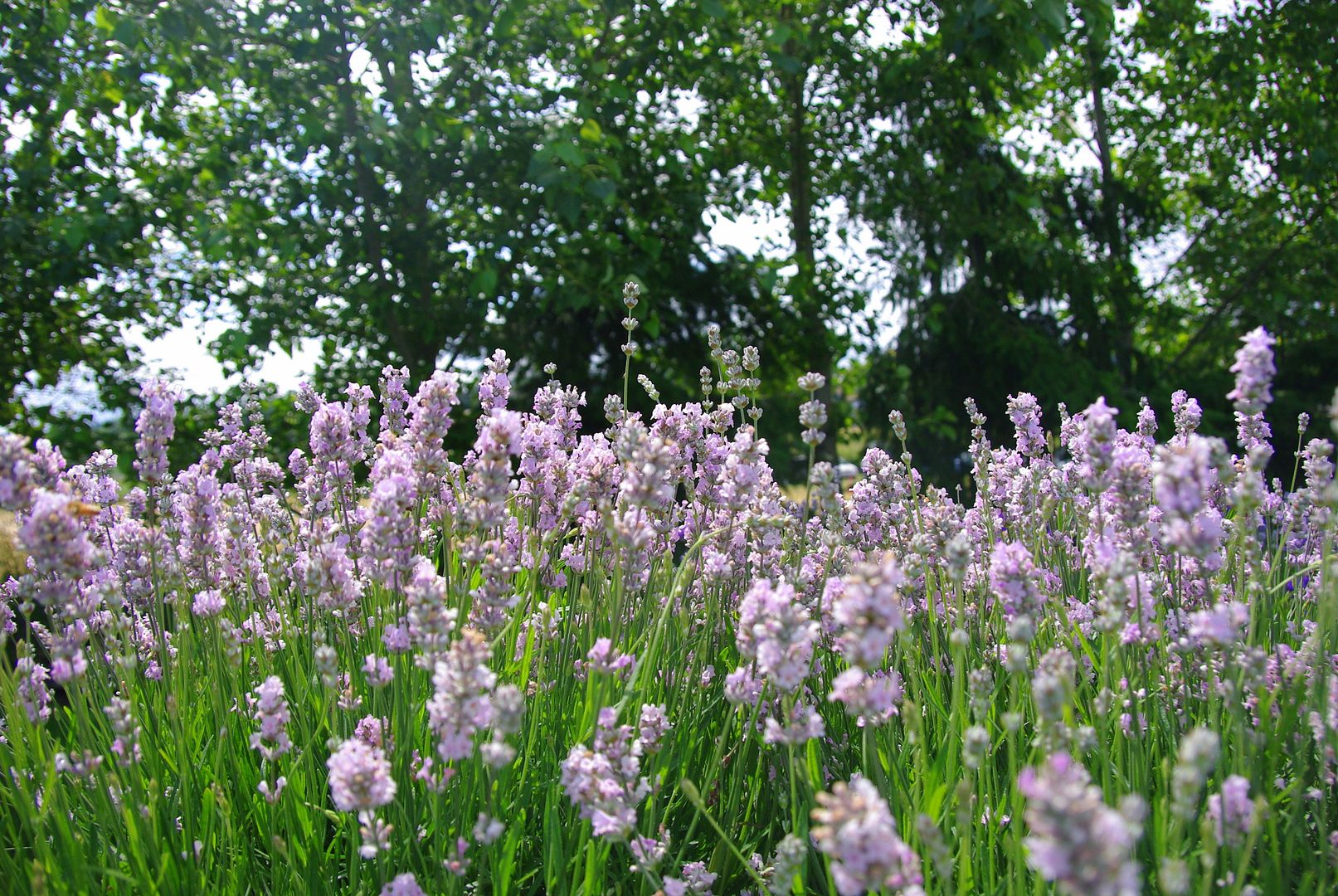 http://i158.photobucket.com/albums/t88/lnbseattle/Summer%202011/SequimLavender139.jpg