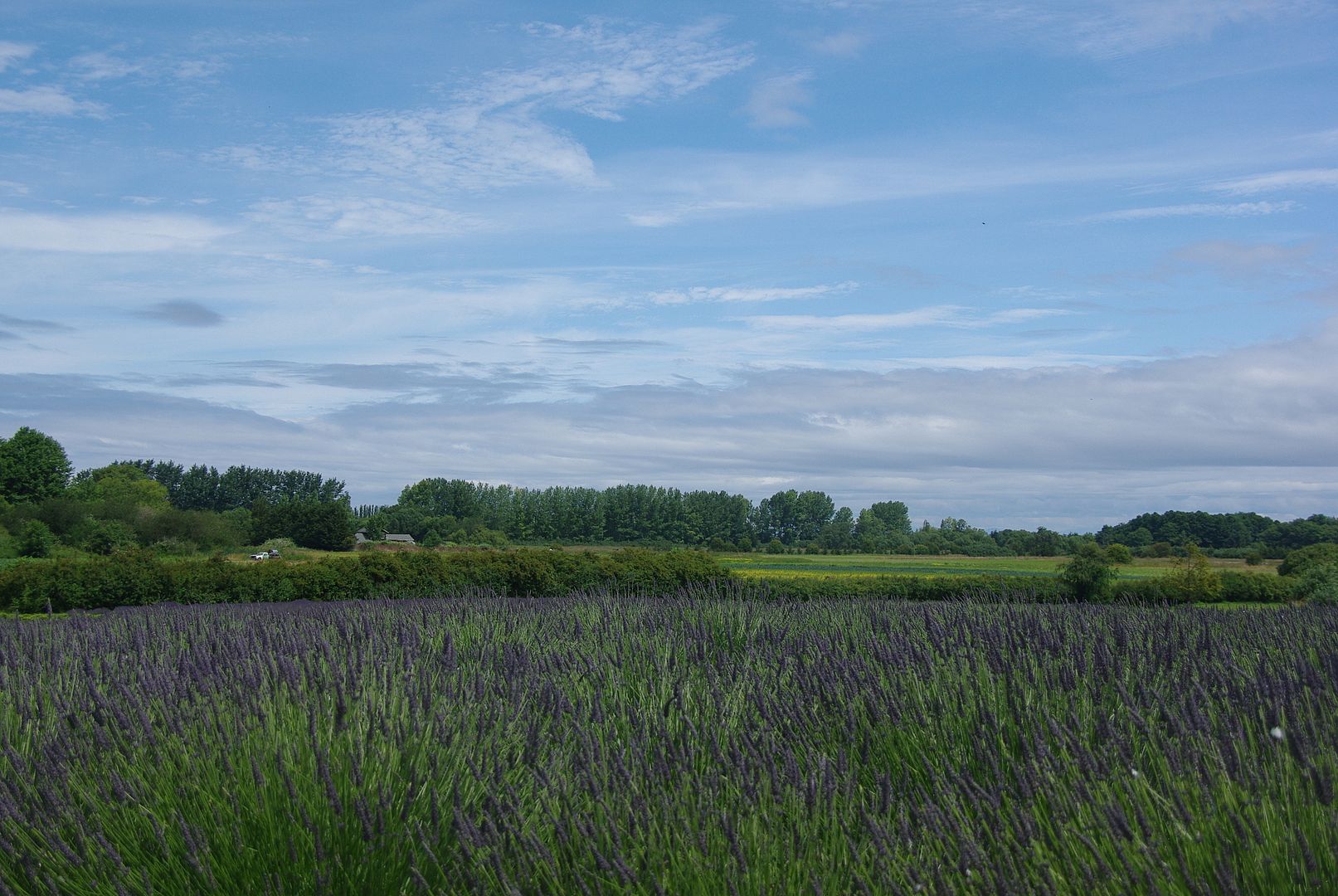 http://i158.photobucket.com/albums/t88/lnbseattle/Summer%202011/SequimLavender140.jpg