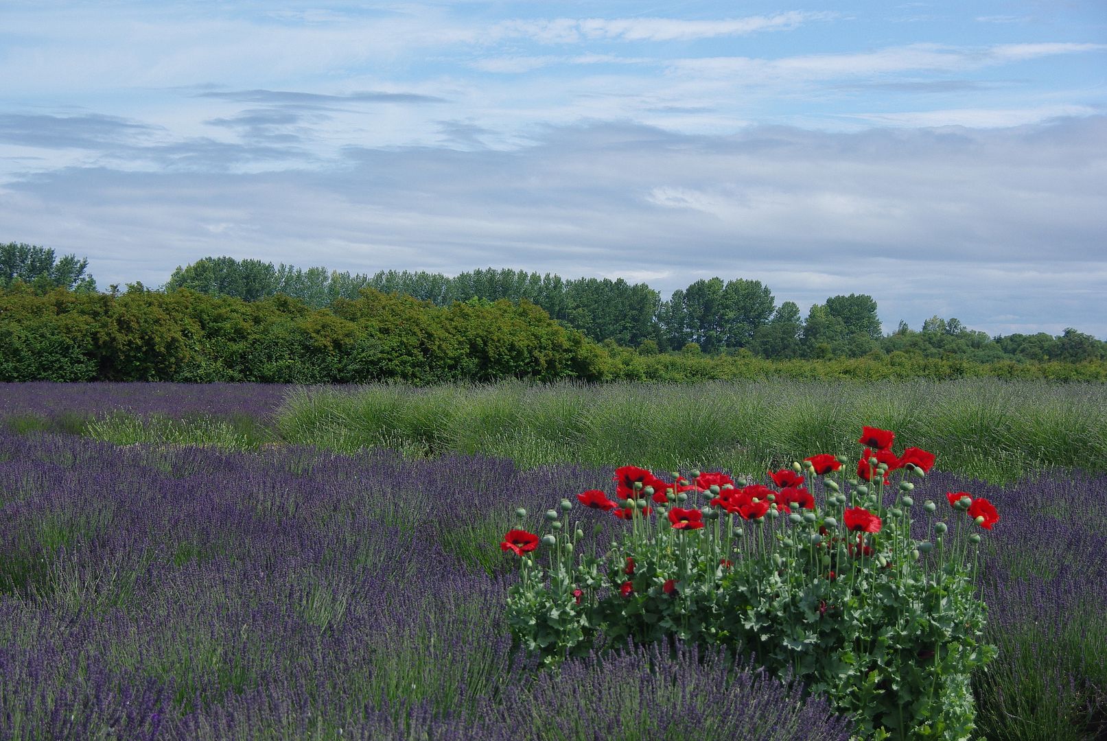 http://i158.photobucket.com/albums/t88/lnbseattle/Summer%202011/SequimLavender143.jpg