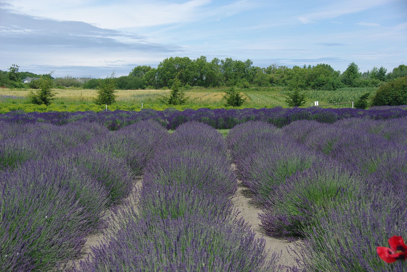 http://i158.photobucket.com/albums/t88/lnbseattle/Summer%202011/SequimLavender148.jpg