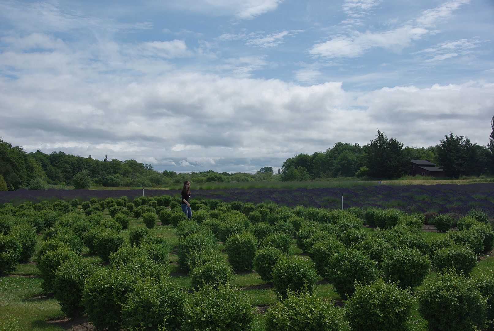 http://i158.photobucket.com/albums/t88/lnbseattle/Summer%202011/SequimLavender158.jpg