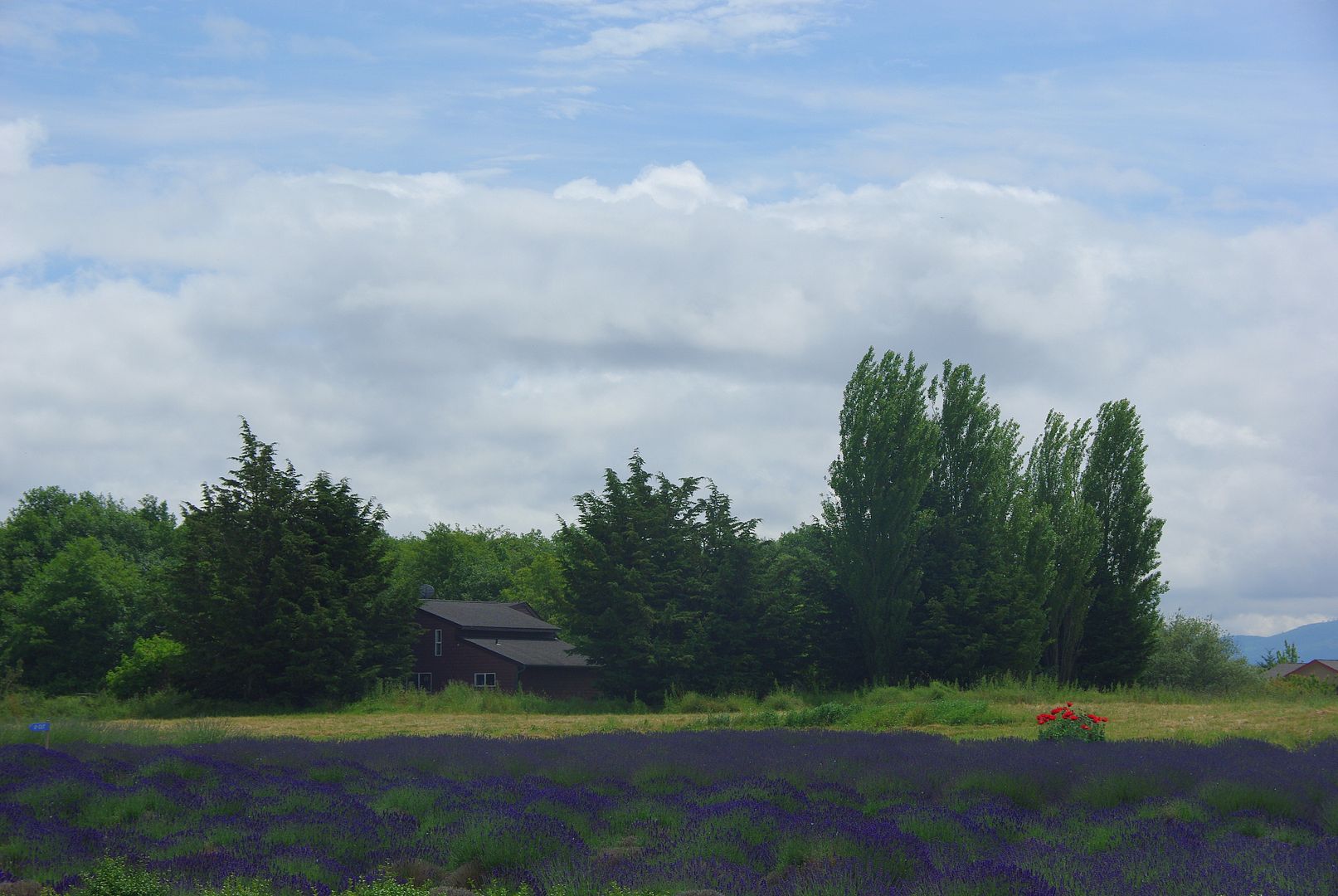 http://i158.photobucket.com/albums/t88/lnbseattle/Summer%202011/SequimLavender162.jpg