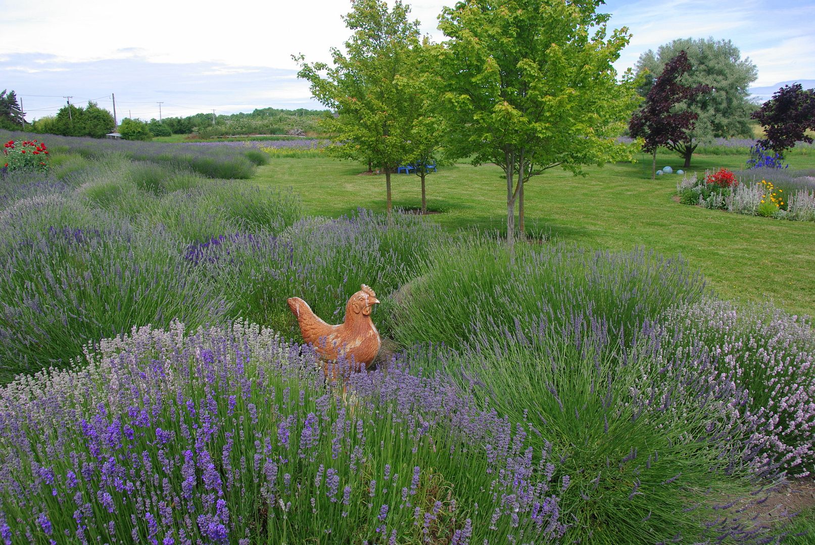 http://i158.photobucket.com/albums/t88/lnbseattle/Summer%202011/SequimLavender169.jpg