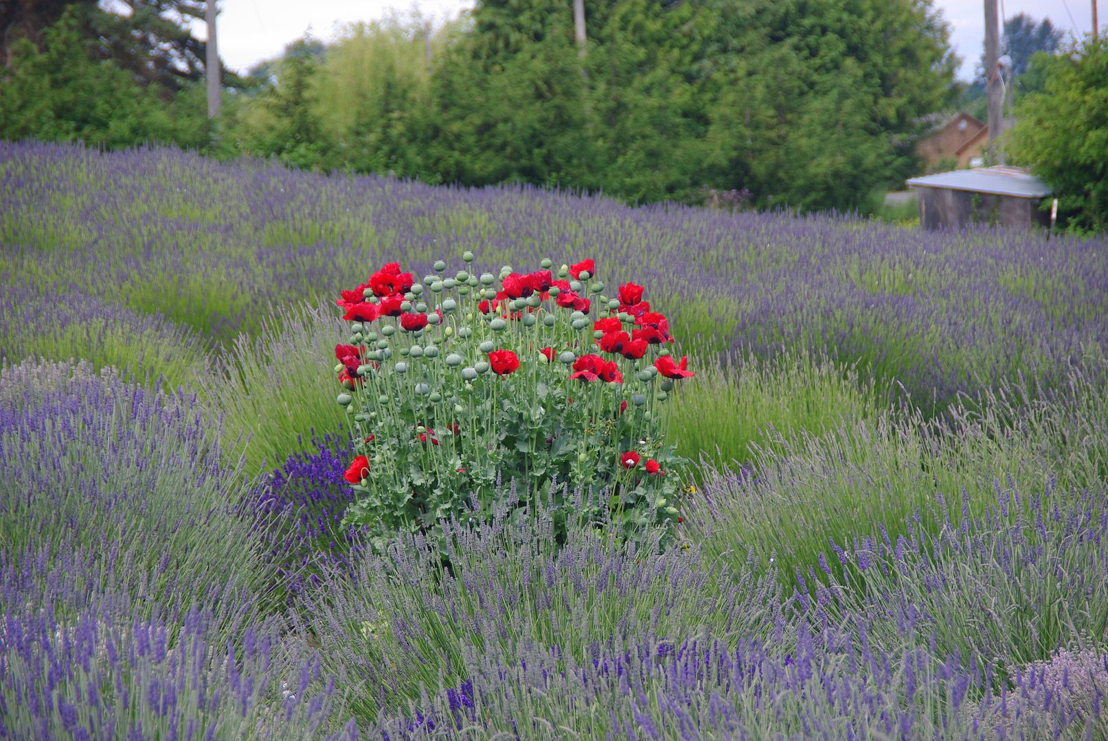 http://i158.photobucket.com/albums/t88/lnbseattle/Summer%202011/SequimLavender170.jpg