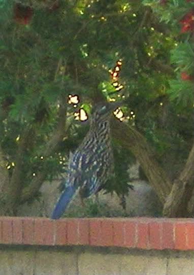 http://i158.photobucket.com/albums/t88/lnbseattle/lnbFall%2008/IMGP1810.jpg