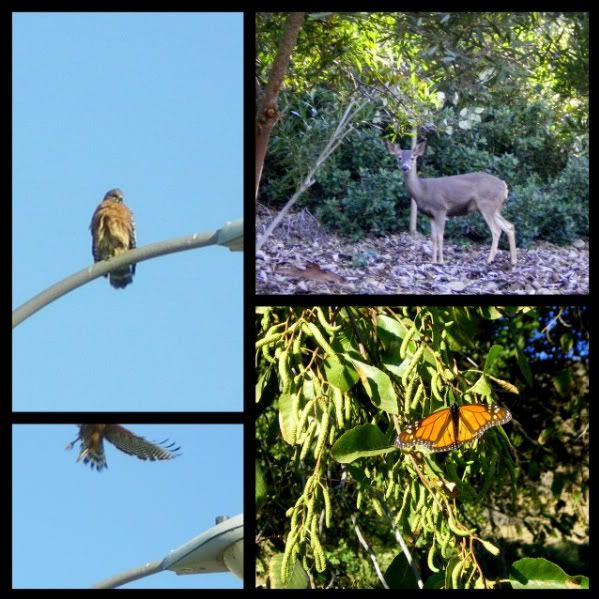 http://i158.photobucket.com/albums/t88/lnbseattle/lnbFall%2008/walk-deer-hawk.jpg