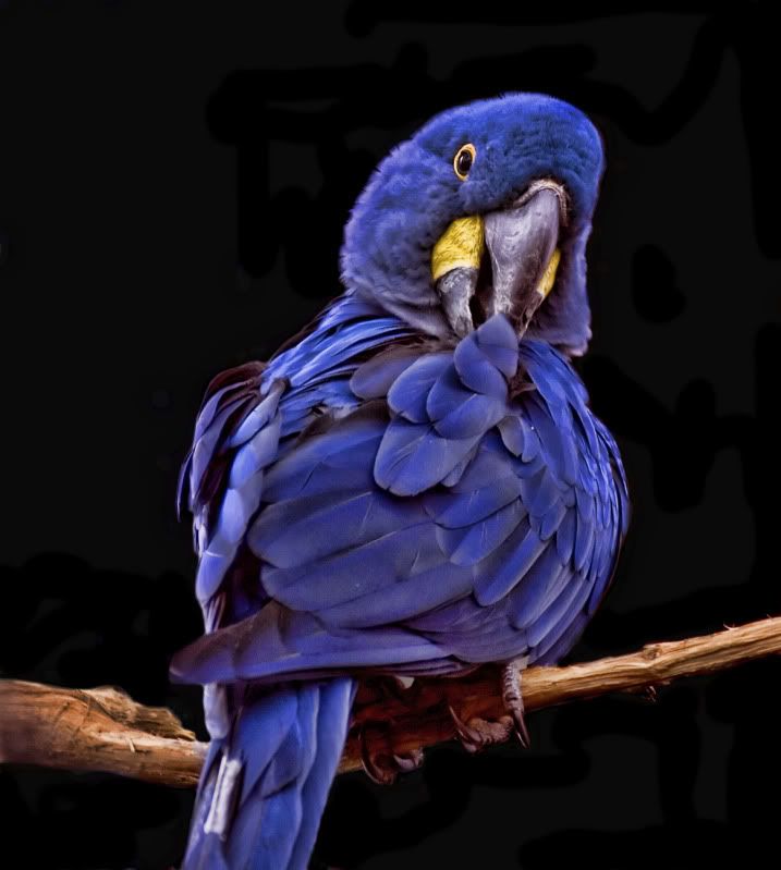 Bán vẹt Nam Mỹ Macaw, vẹt xám Châu Phi. Hàng có sẵn - Uy tín lâu năm (Pet Me Coffee) - 29