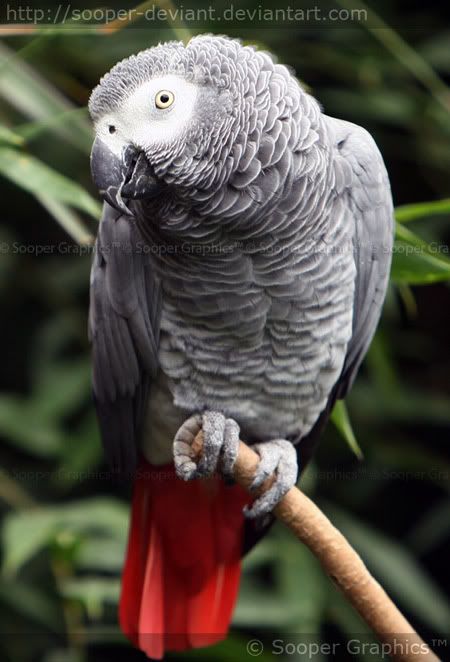 Bán vẹt Nam Mỹ Macaw, vẹt xám Châu Phi. Hàng có sẵn - Uy tín lâu năm (Pet Me Coffee) - 11