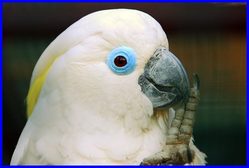 Bán vẹt Nam Mỹ Macaw, vẹt xám Châu Phi. Hàng có sẵn - Uy tín lâu năm (Pet Me Coffee) - 20