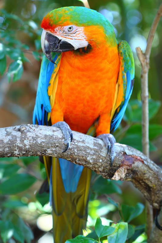 Bán vẹt Nam Mỹ Macaw, vẹt xám Châu Phi. Hàng có sẵn - Uy tín lâu năm (Pet Me Coffee) - 30