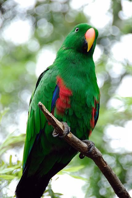 Bán vẹt Nam Mỹ Macaw, vẹt xám Châu Phi. Hàng có sẵn - Uy tín lâu năm (Pet Me Coffee) - 12