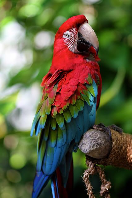 Bán vẹt Nam Mỹ Macaw, vẹt xám Châu Phi. Hàng có sẵn - Uy tín lâu năm (Pet Me Coffee) - 27
