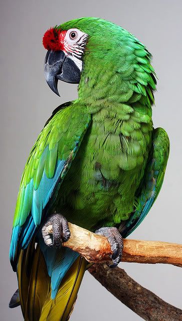 Bán vẹt Nam Mỹ Macaw, vẹt xám Châu Phi. Hàng có sẵn - Uy tín lâu năm (Pet Me Coffee) - 22