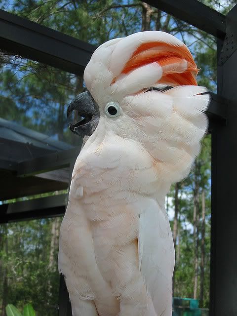 Bán vẹt Nam Mỹ Macaw, vẹt xám Châu Phi. Hàng có sẵn - Uy tín lâu năm (Pet Me Coffee) - 19