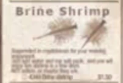 BrineShrimp.jpg