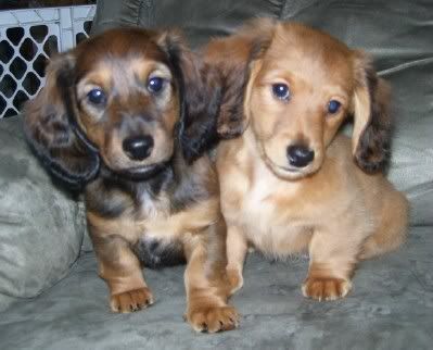 Ruff Haus Dachshunds Pictures, Images and Photos