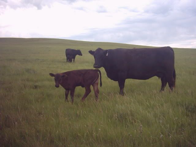 My neighbors contribution... - Cattle