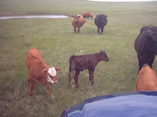 My neighbors contribution... - Cattle