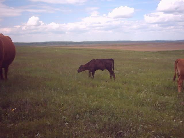 My neighbors contribution... - Cattle