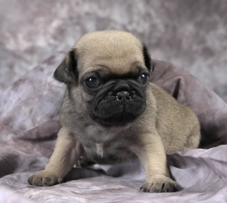 A Baby Pug