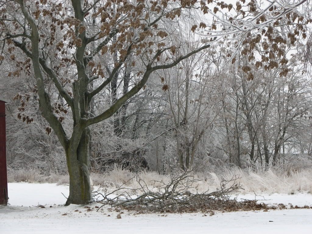 recent ice storm and tree damage