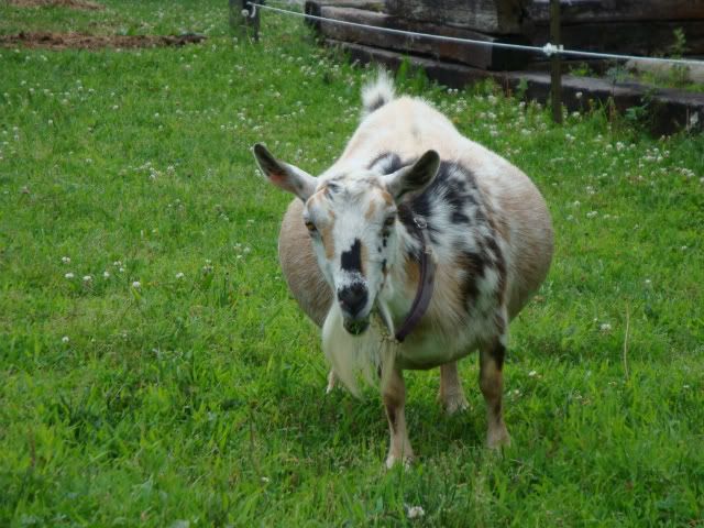 Another "guess how many"? - Goats