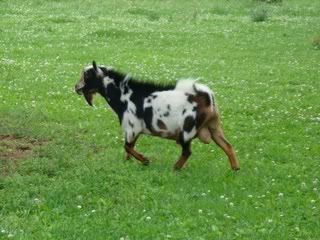 For Sale and Wanted - Goats