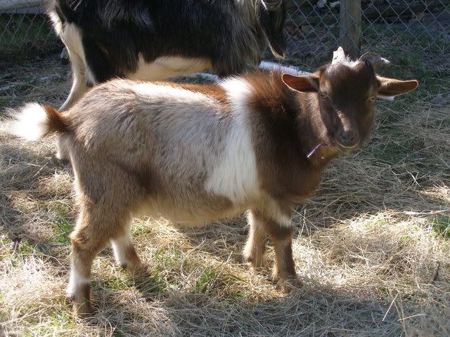 what to call this color? - Goats